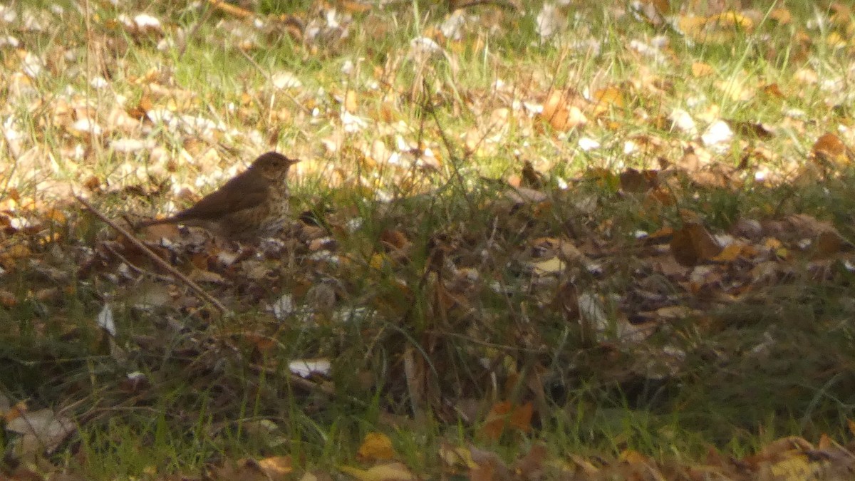 Song Thrush - ML647032004