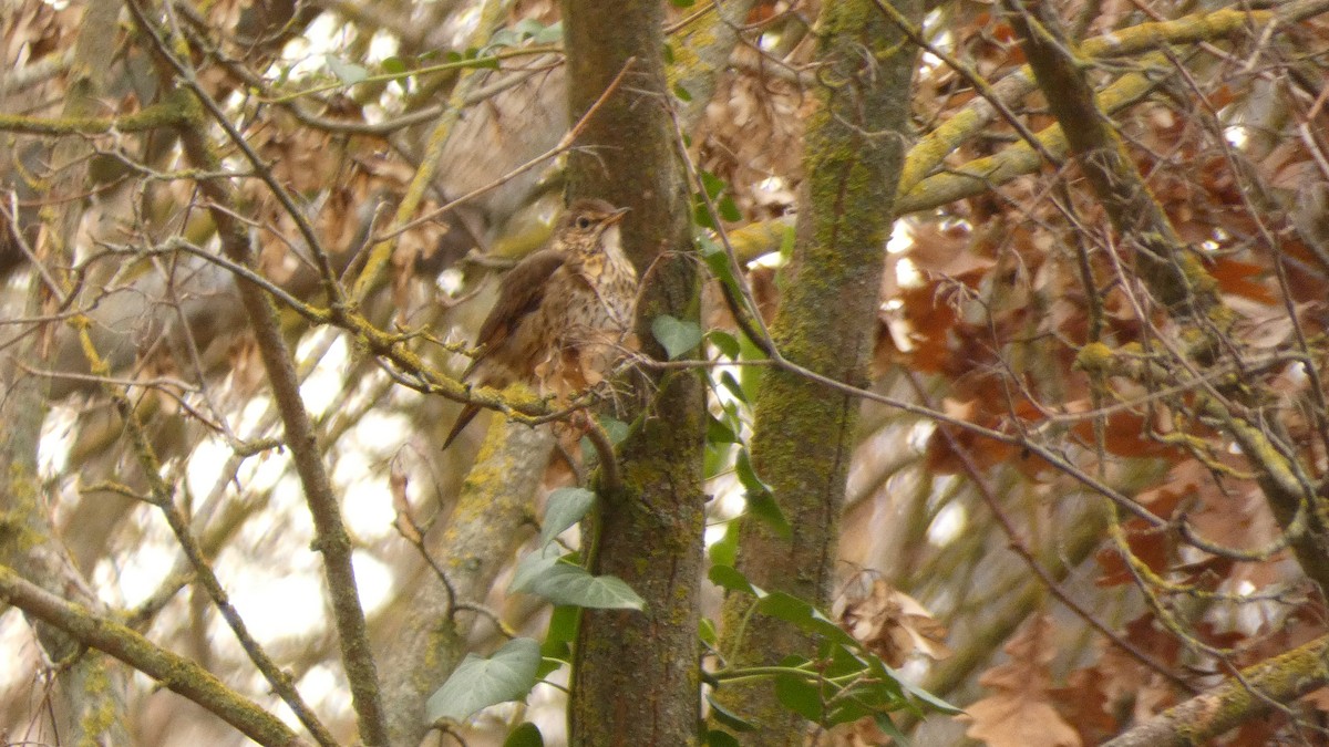 Song Thrush - ML647032006