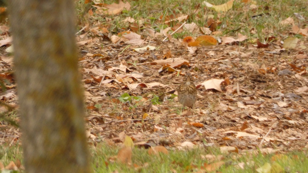 Song Thrush - ML647032007