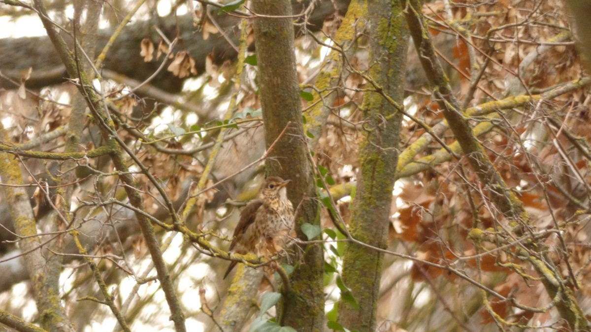Song Thrush - ML647032008