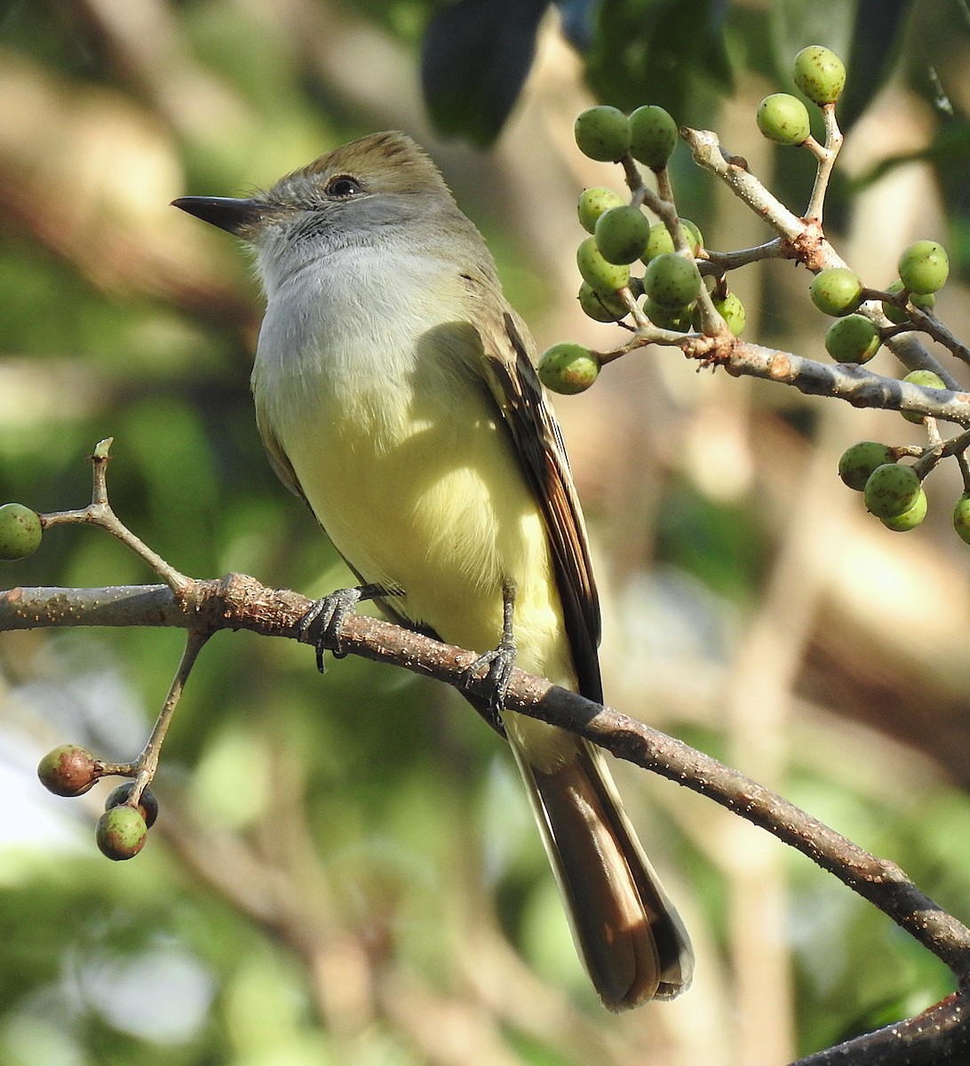 Brown-crested Flycatcher - ML647032009