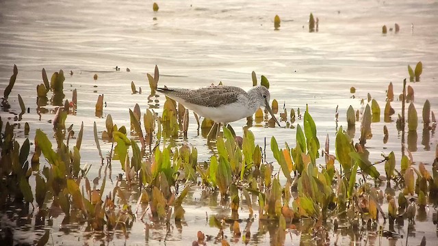 Коловодник великий - ML647032012