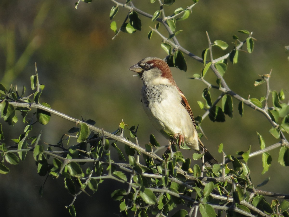 Gorrión Común - ML647032013