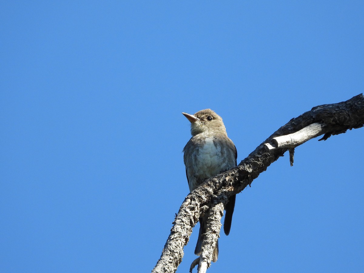 Olive-sided Flycatcher - ML647032014