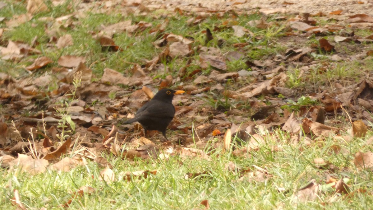 Eurasian Blackbird - ML647032015