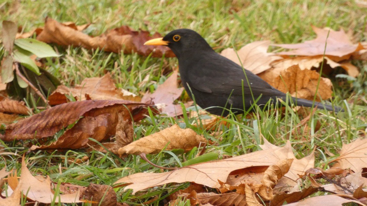 Eurasian Blackbird - ML647032016