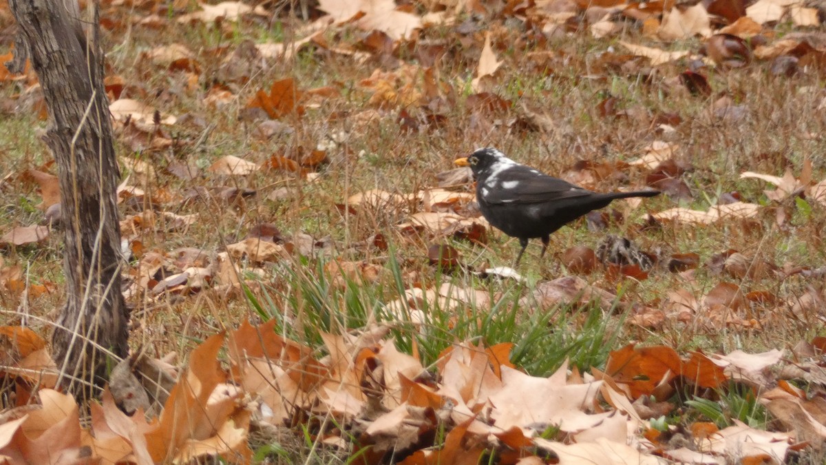 Eurasian Blackbird - ML647032017