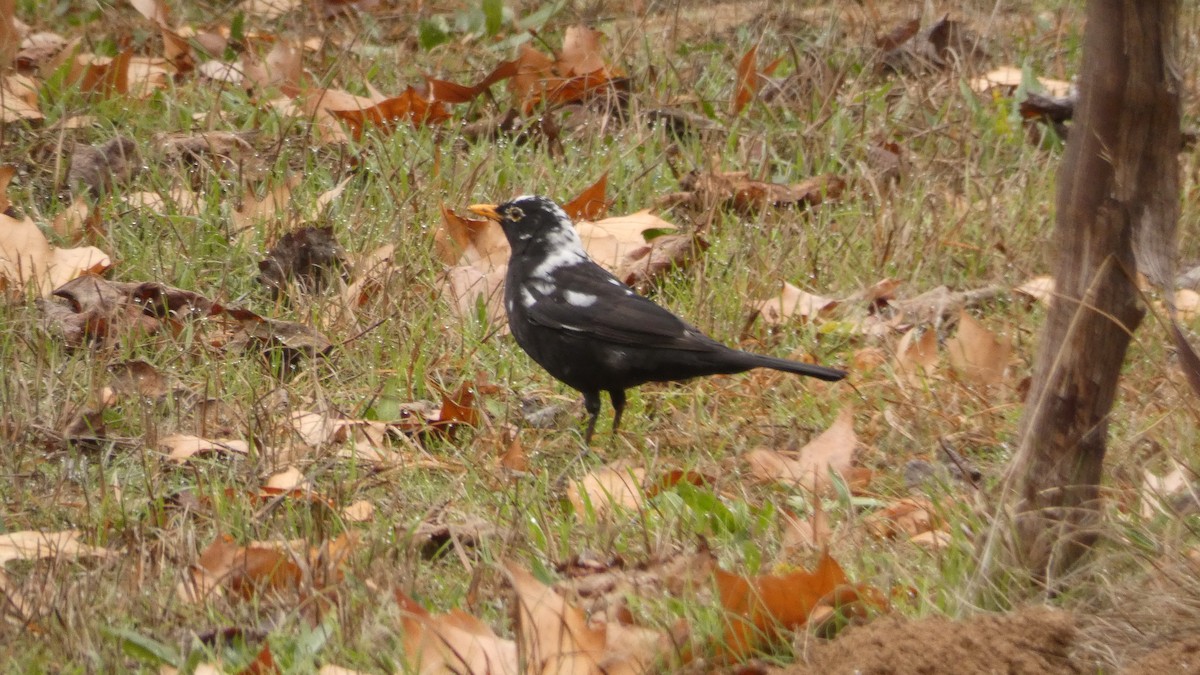 Eurasian Blackbird - ML647032018