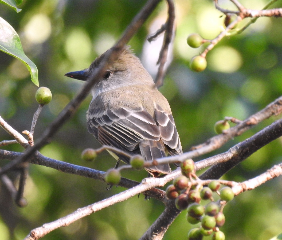 Brown-crested Flycatcher - ML647032020