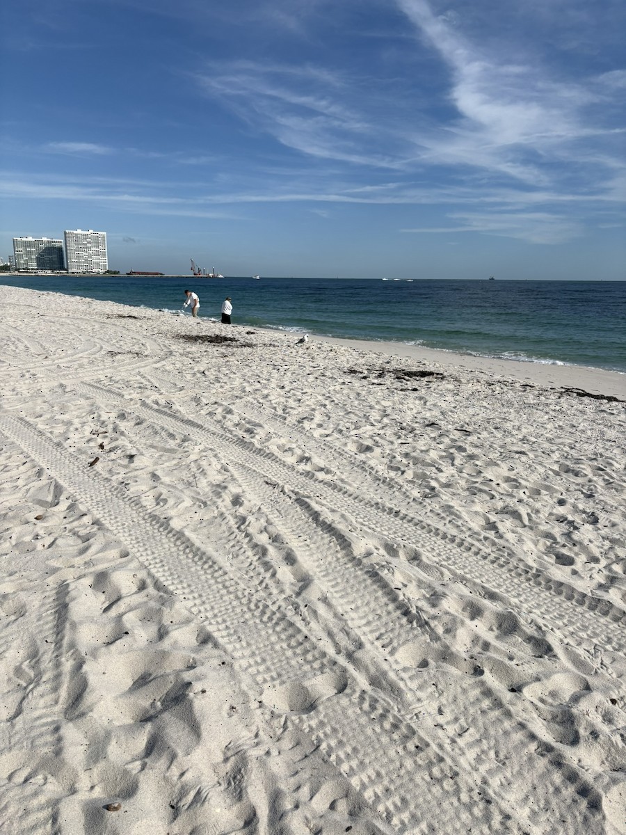 Ring-billed Gull - ML647032021