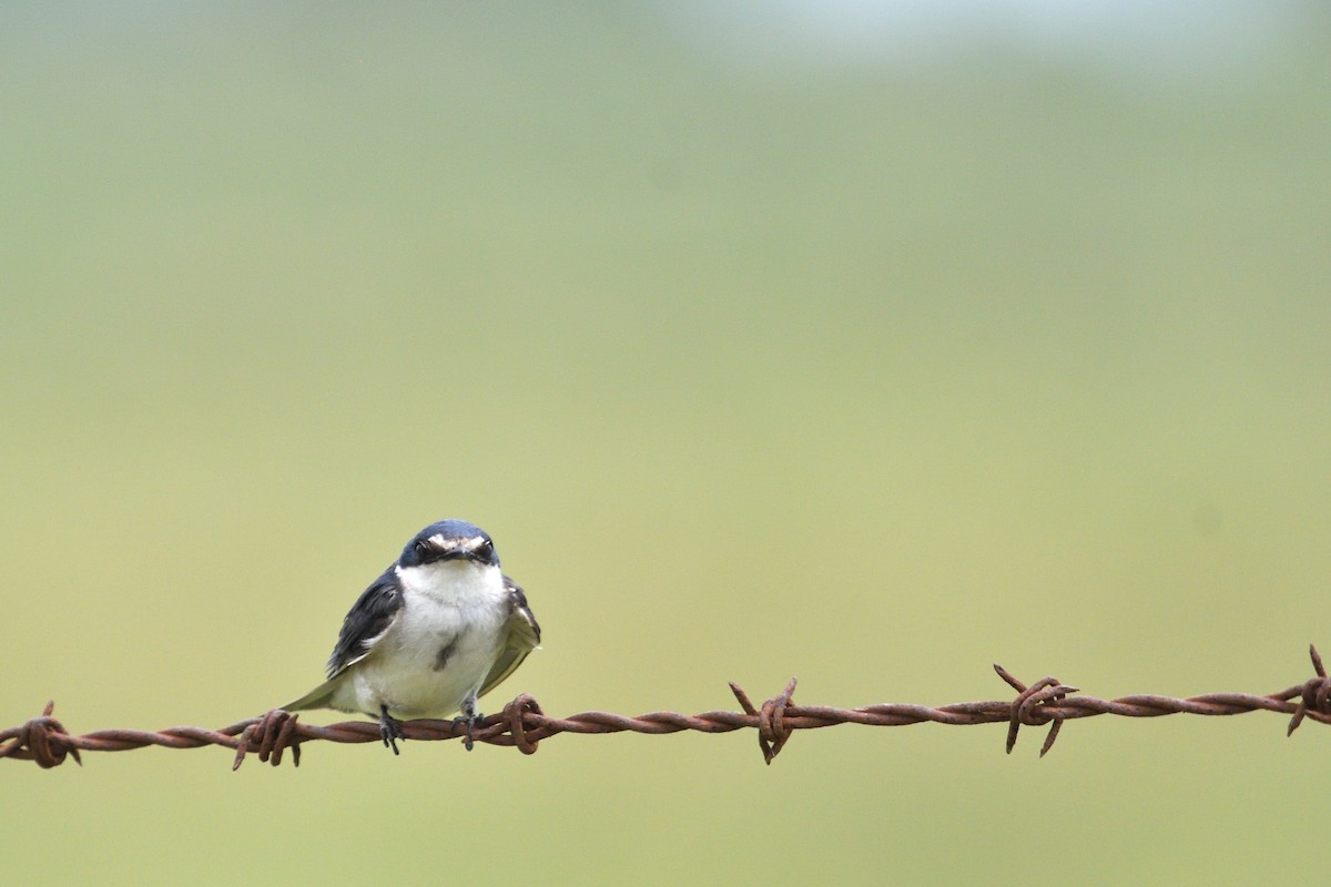 White-rumped Swallow - ML647032029