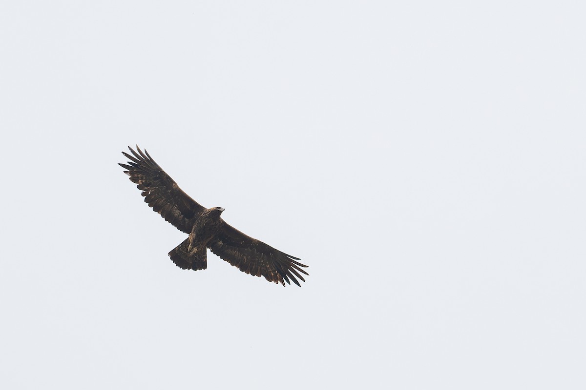 Golden Eagle - ML647032031