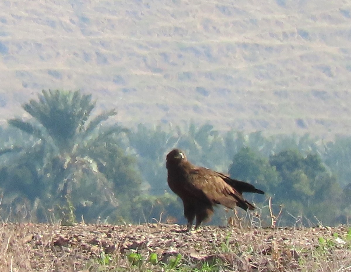 Greater Spotted Eagle - ML647032033