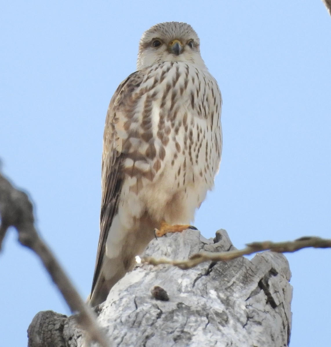 Підсоколик малий - ML647032041