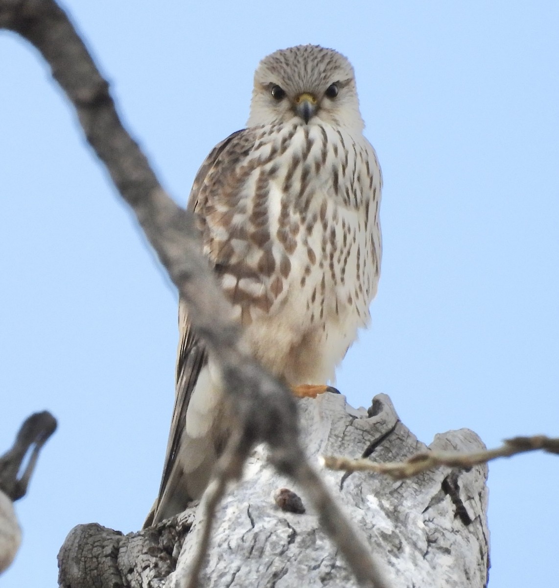 Підсоколик малий - ML647032042