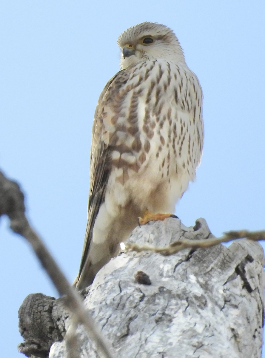 Підсоколик малий - ML647032043