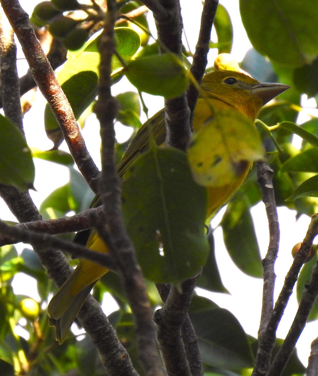 Summer Tanager - ML647032048