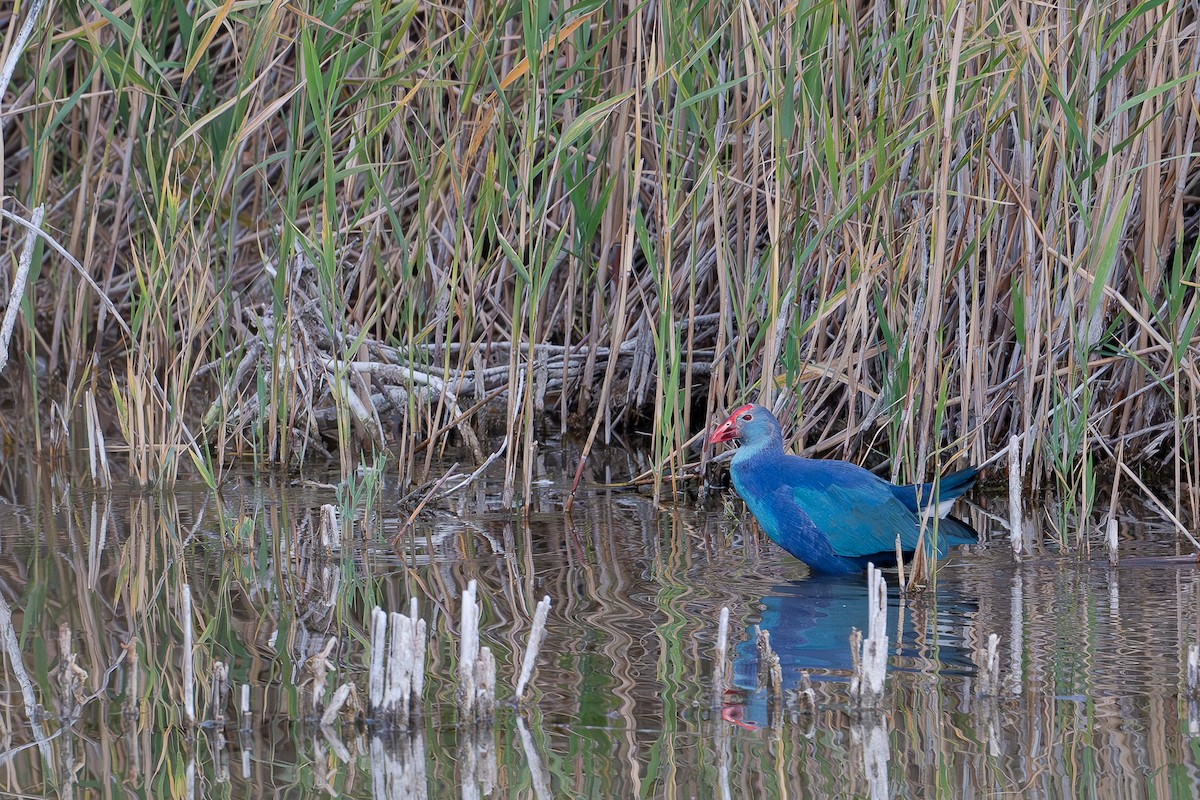 Uroilo urdin burugrisa - ML647032049