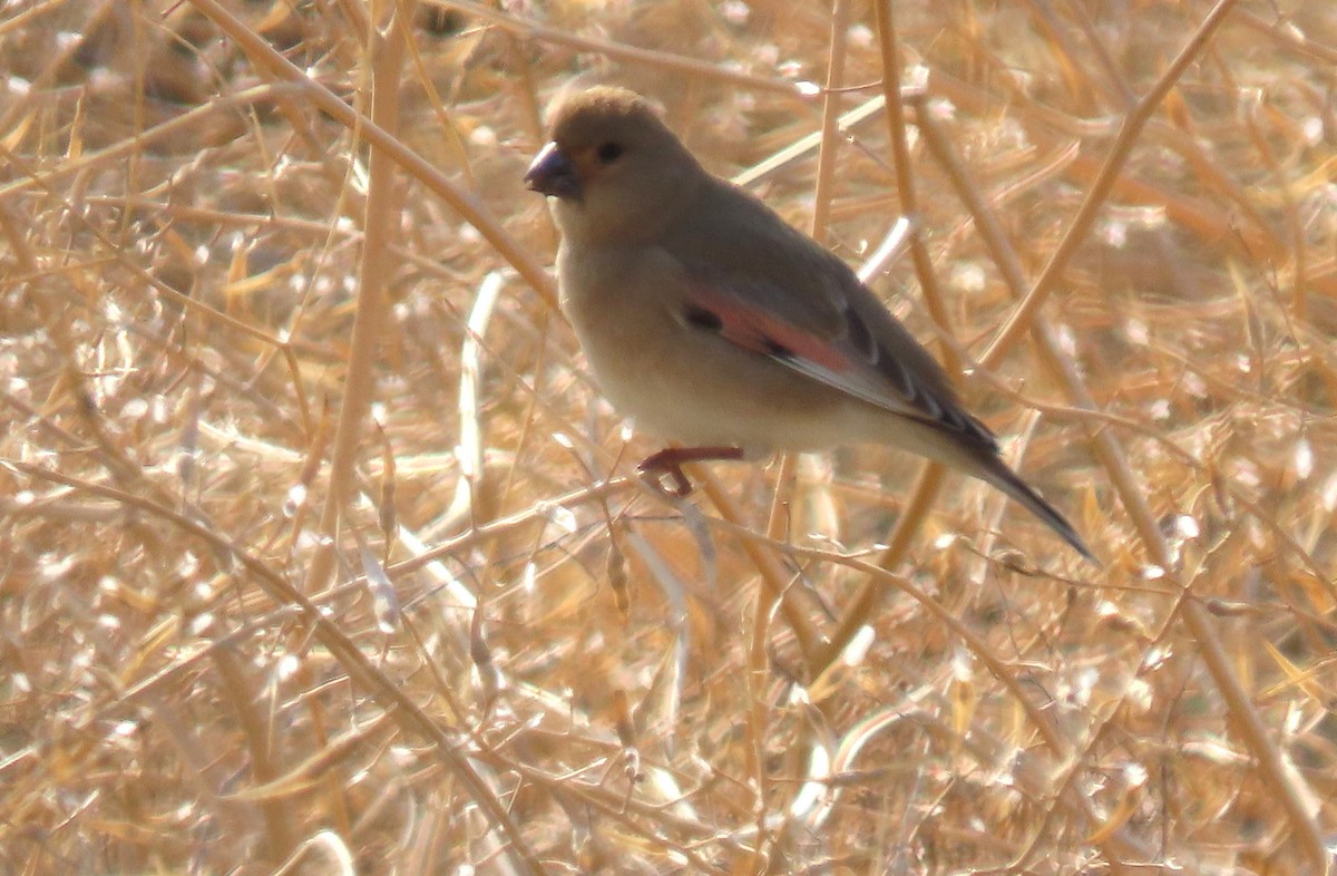 Desert Finch - ML647032052