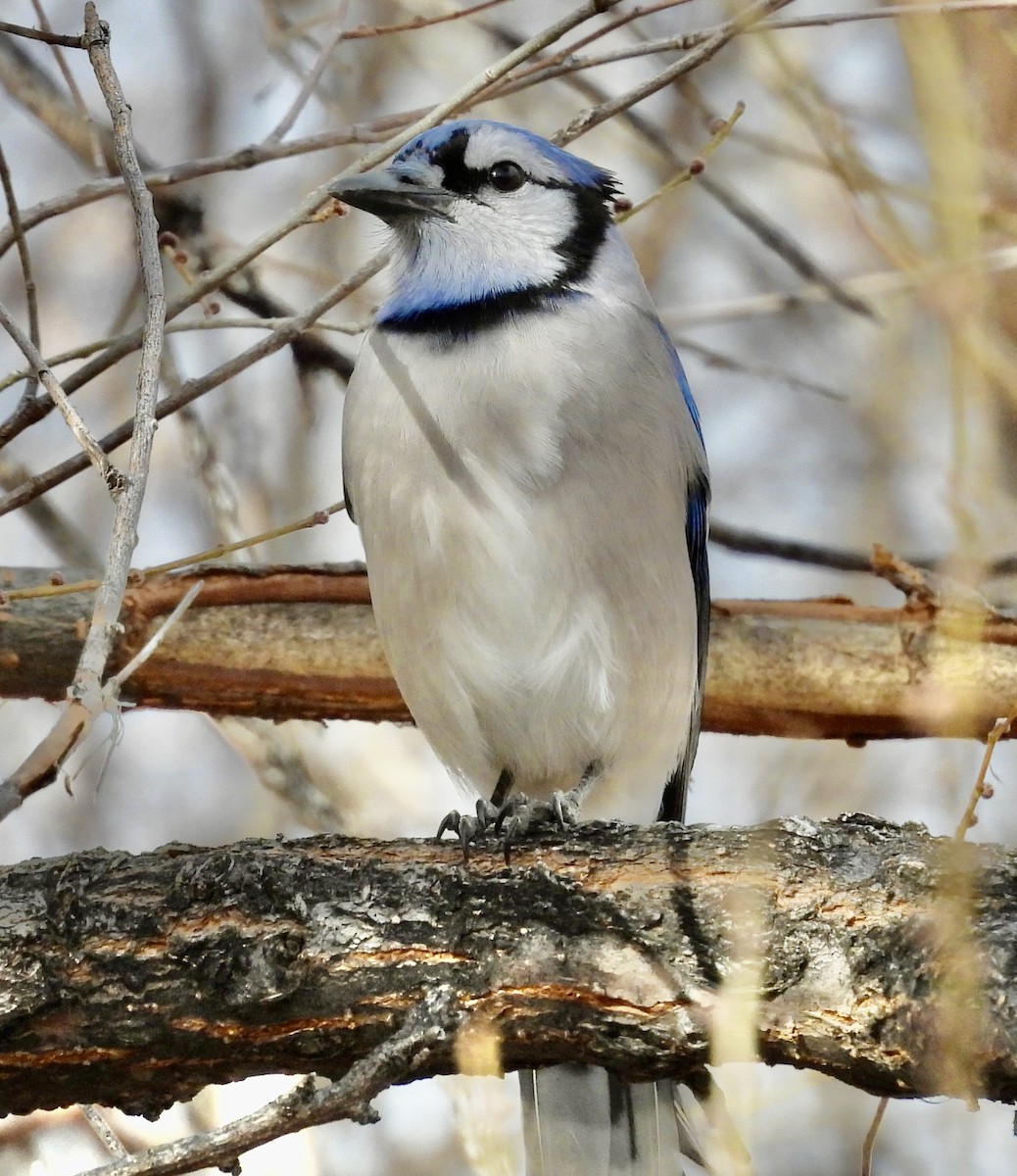 Сизойка блакитна - ML647032053