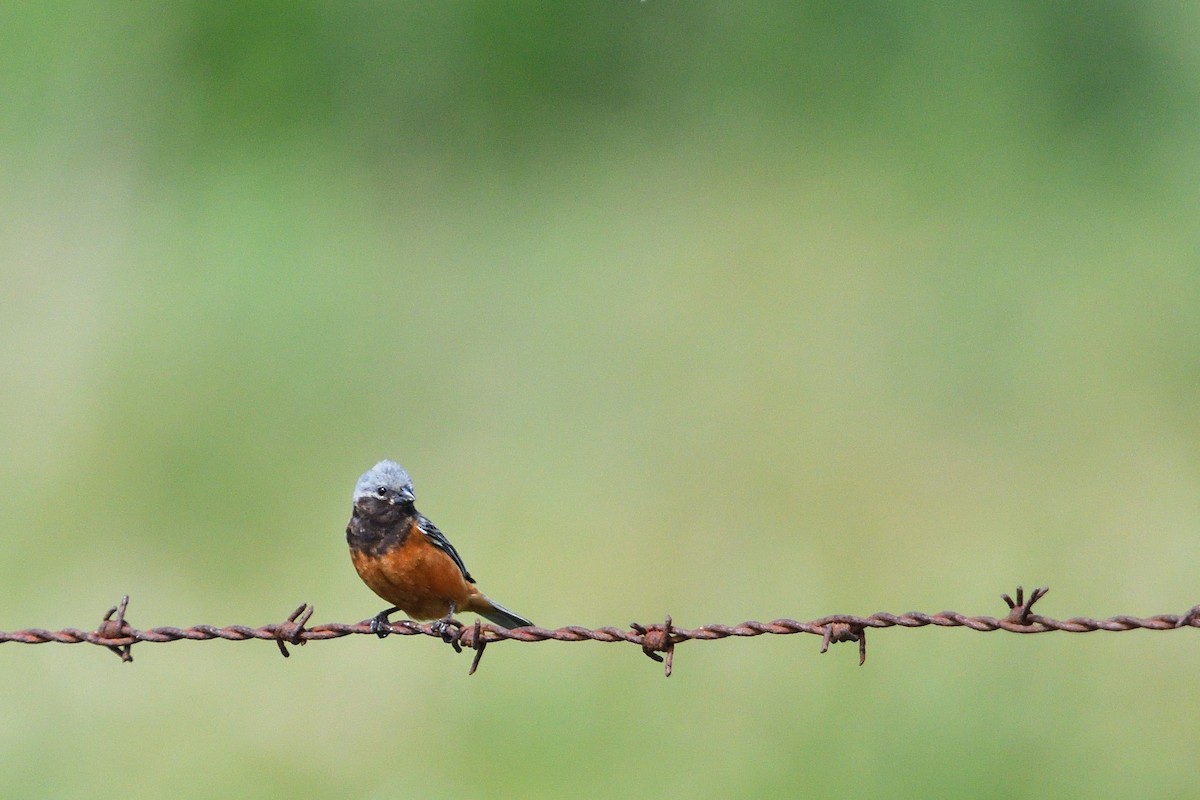 Dark-throated Seedeater - ML647032060