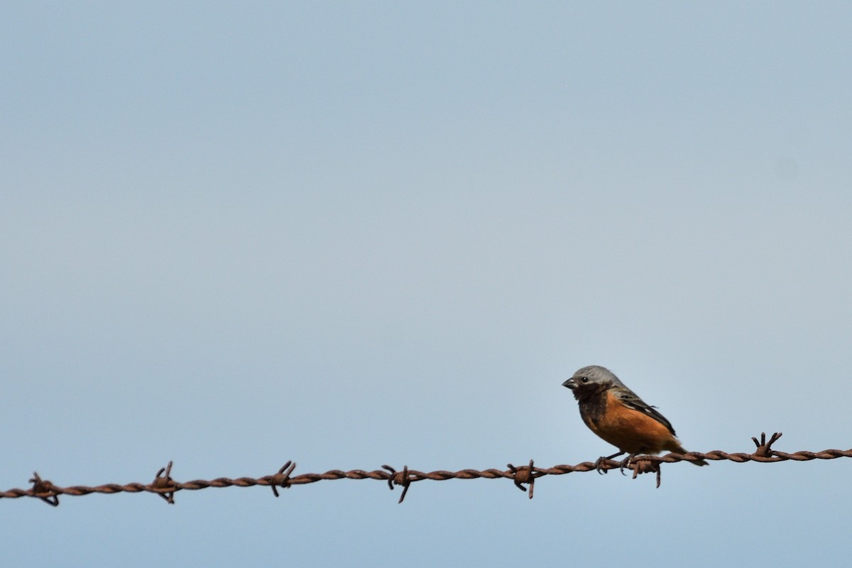 Dark-throated Seedeater - ML647032061