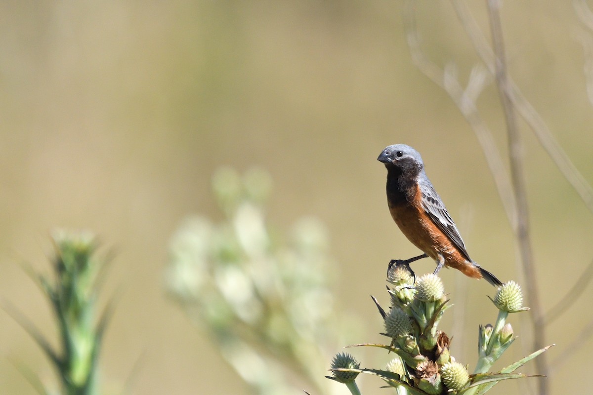 Dark-throated Seedeater - ML647032062