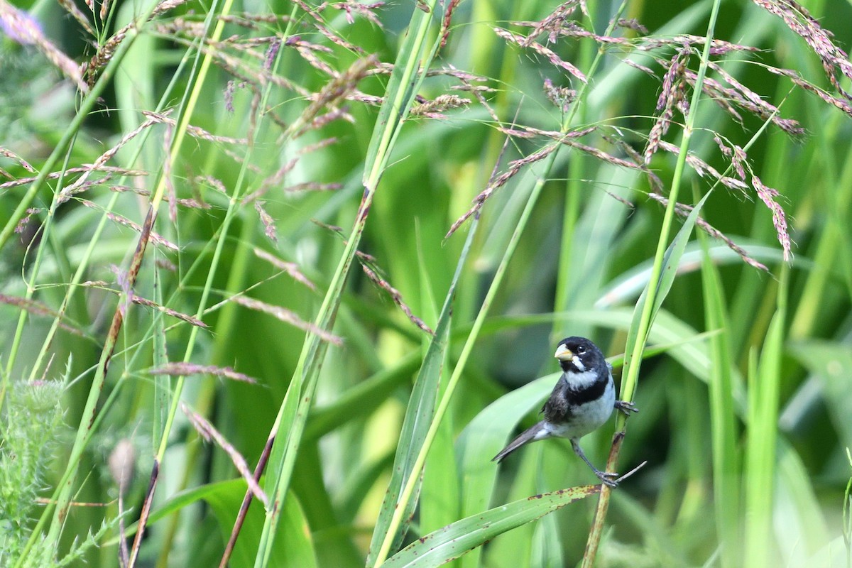 Double-collared Seedeater - ML647032068
