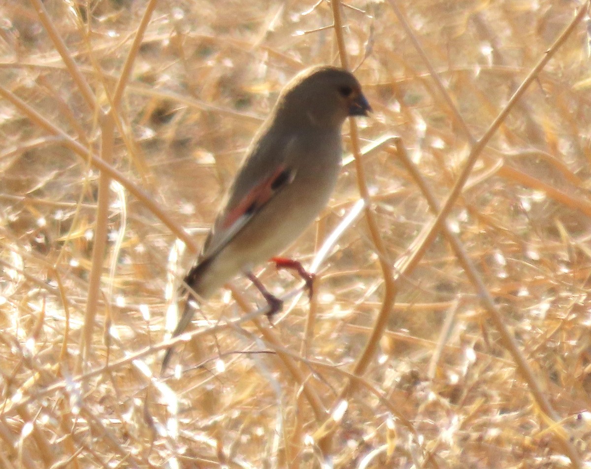Desert Finch - ML647032070
