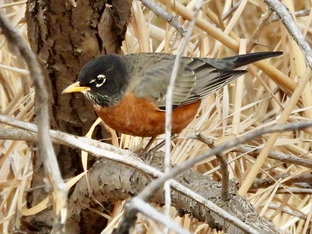 Merle d'Amérique - ML647032072
