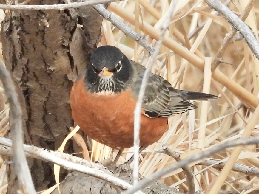 Merle d'Amérique - ML647032073