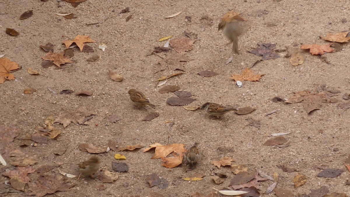 Gorrión Común - ML647032074