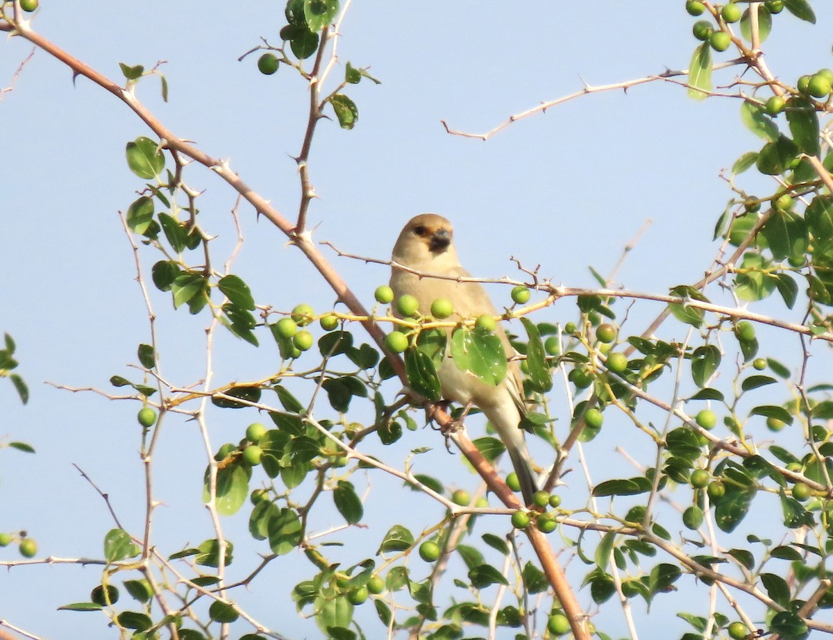 Desert Finch - ML647032078