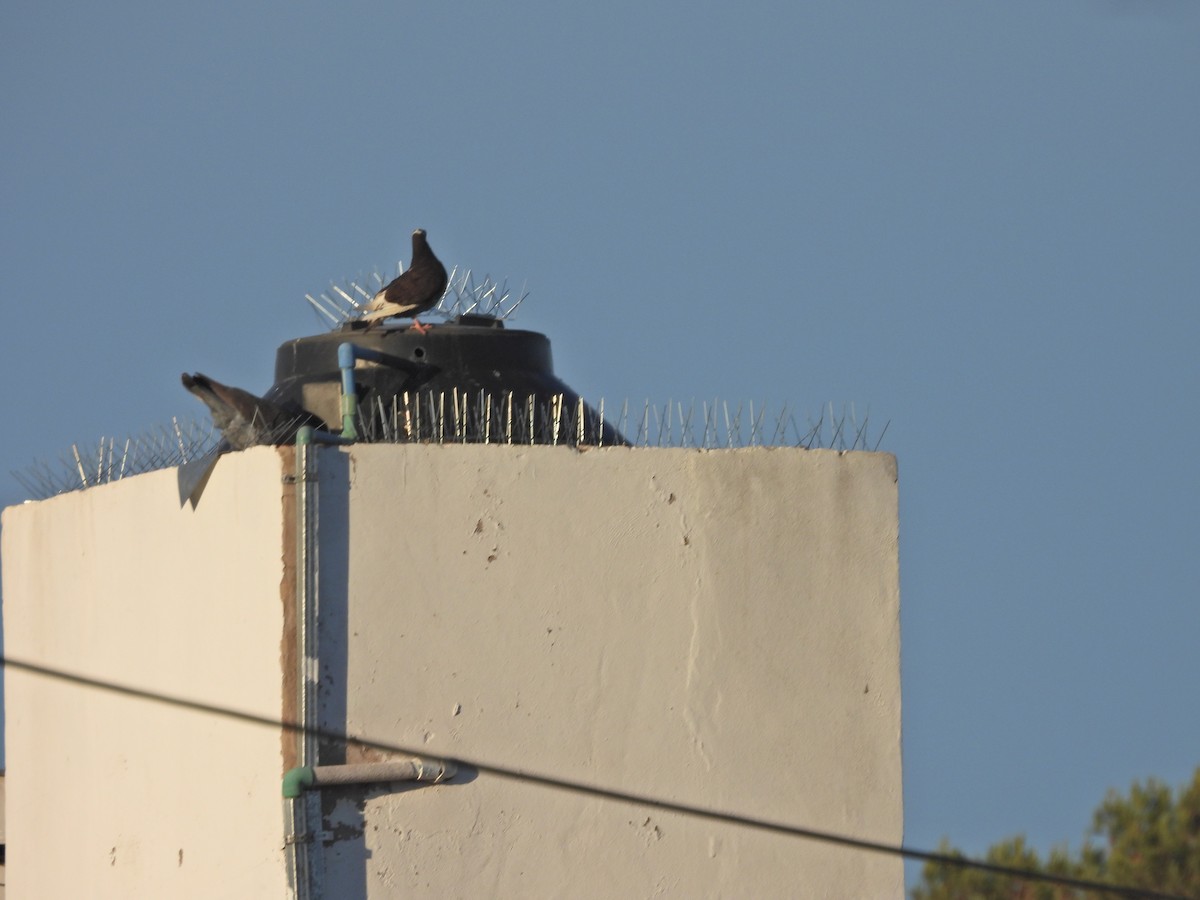 Сизый голубь (Одомашненного типа) - ML647032079