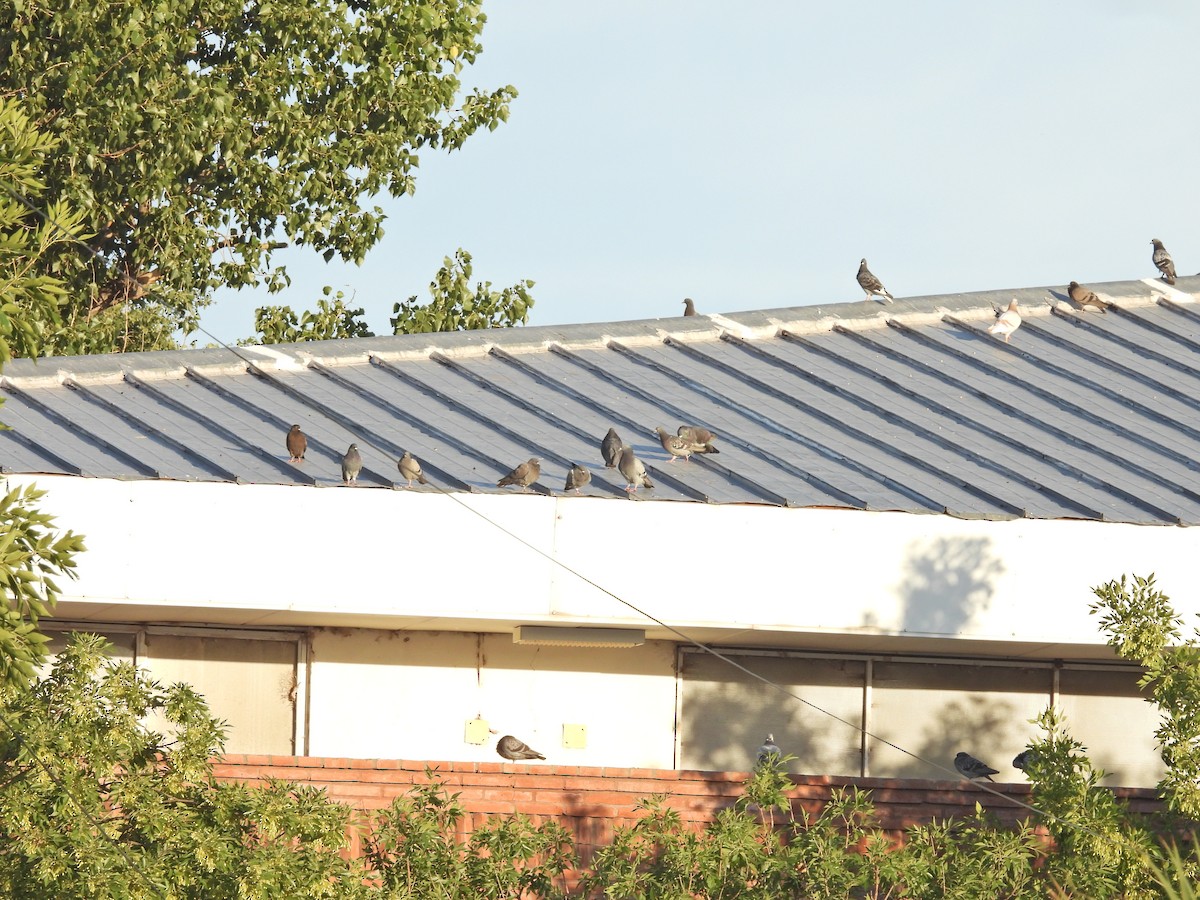 Сизый голубь (Одомашненного типа) - ML647032080