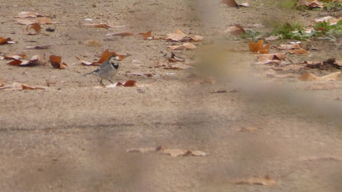 Плиска біла - ML647032081