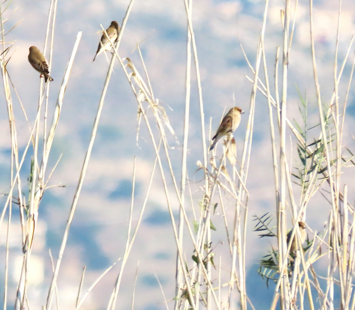 Буланый вьюрок - ML647032082