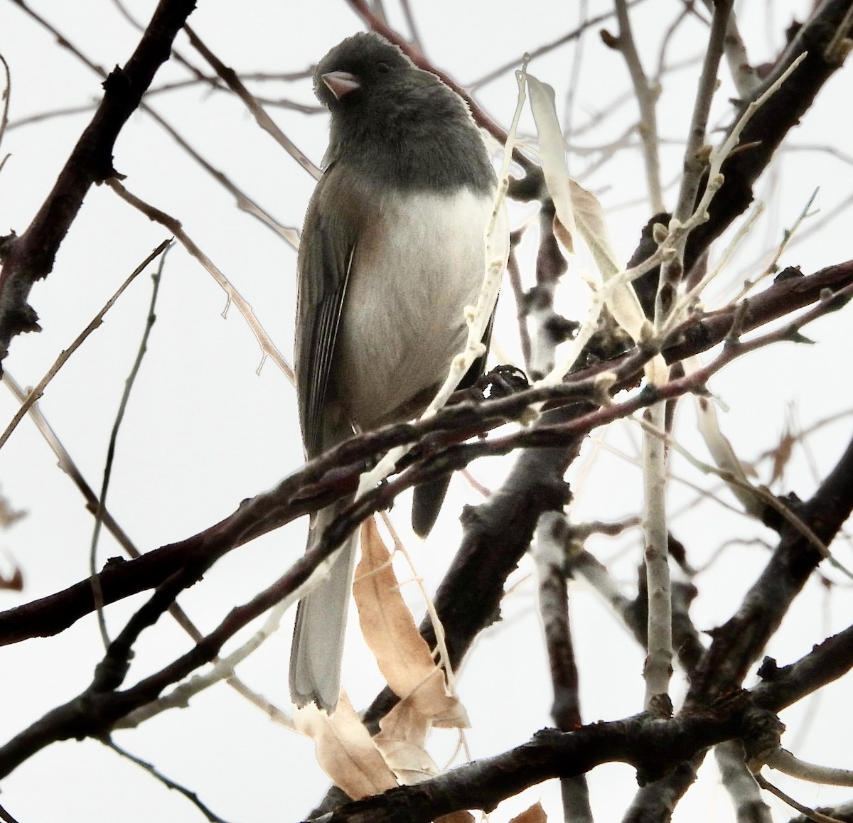 Серый юнко - ML647032083