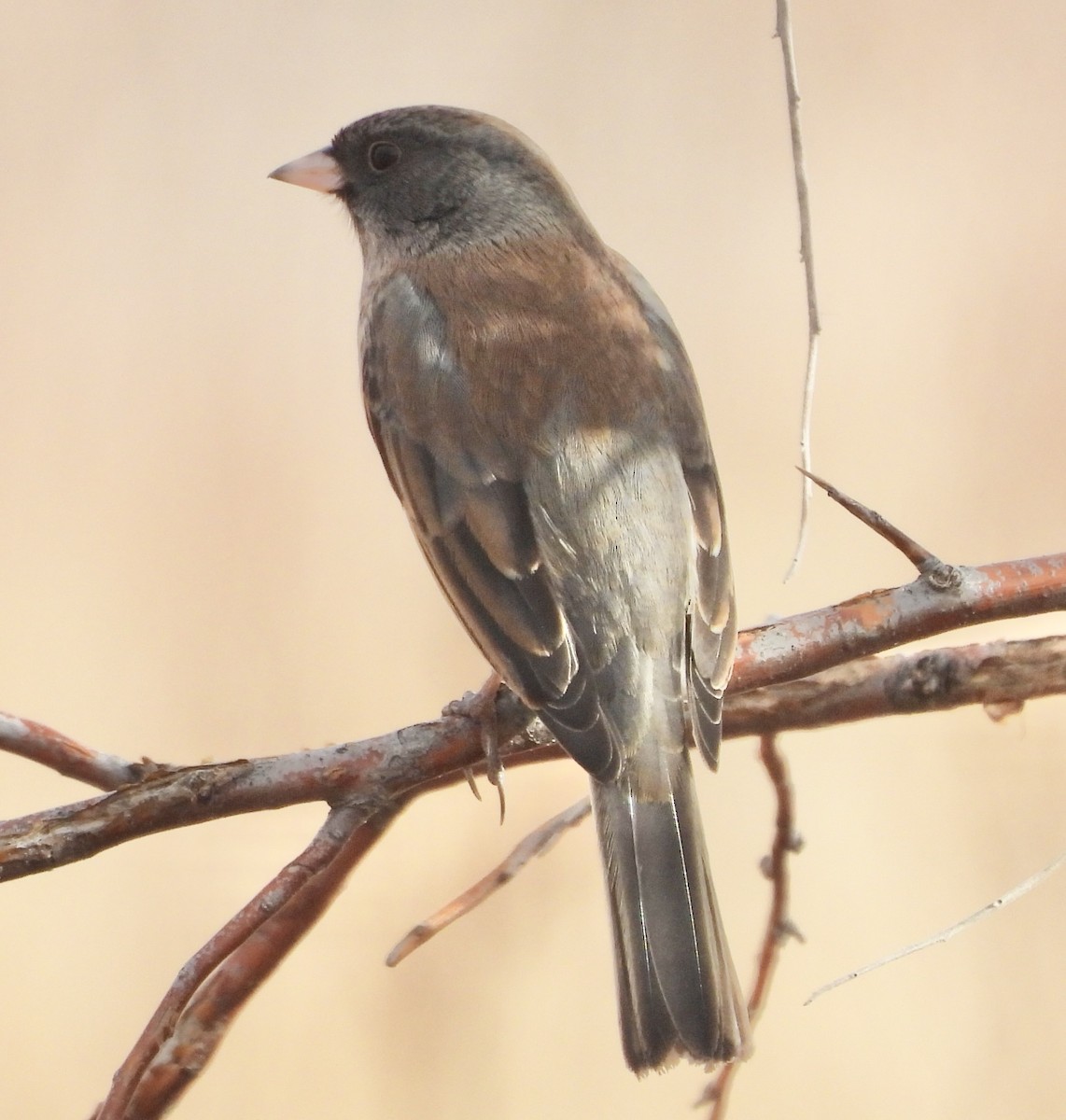 Юнко сірий - ML647032084