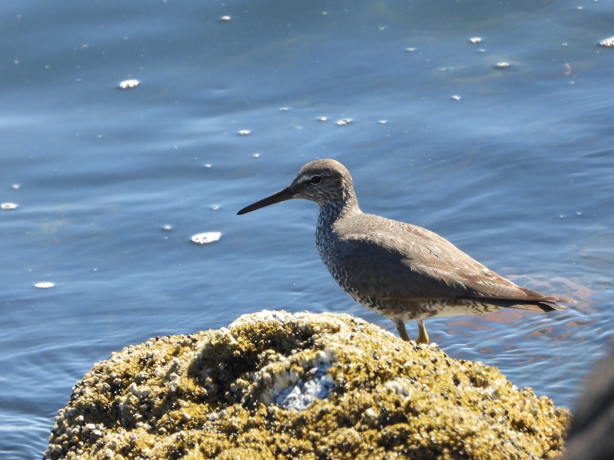 Американский пепельный улит - ML647032085