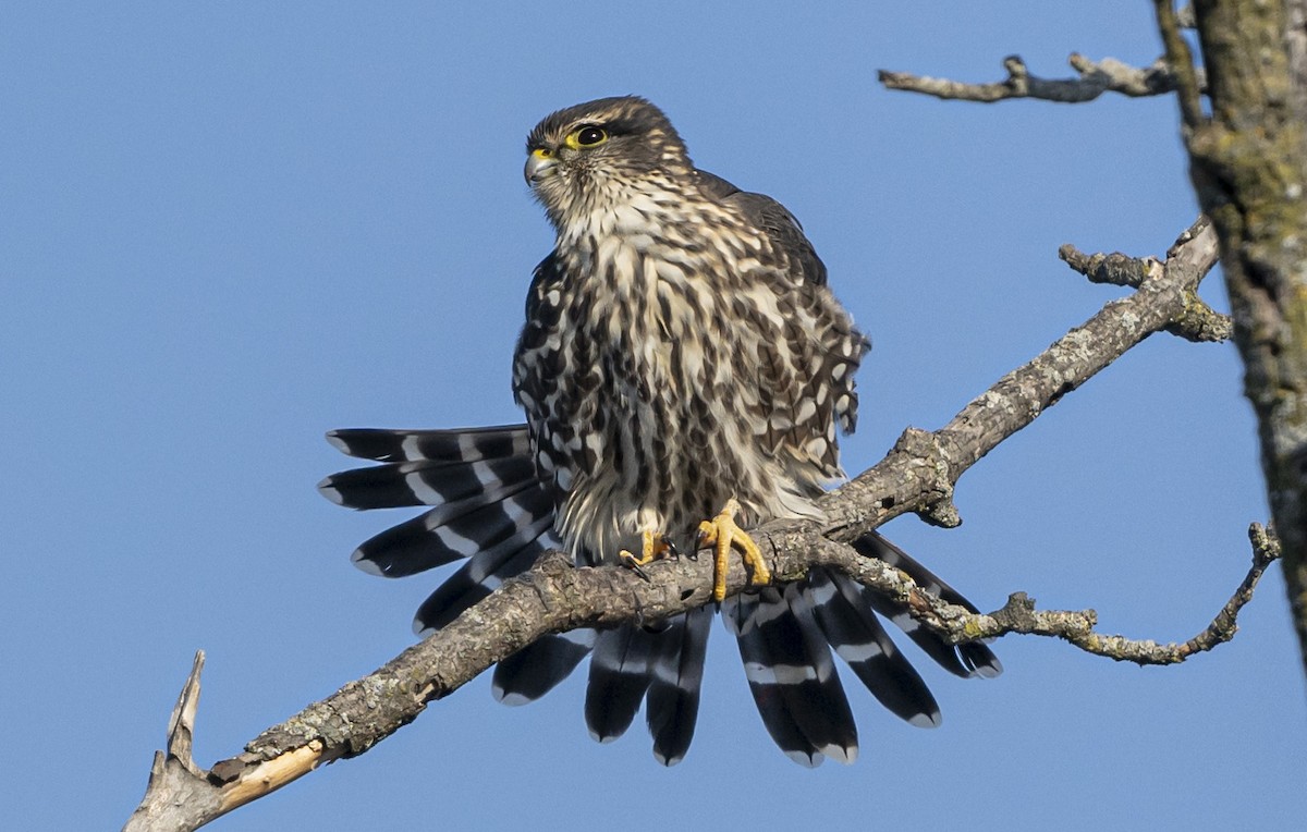 Дербник - ML647032086