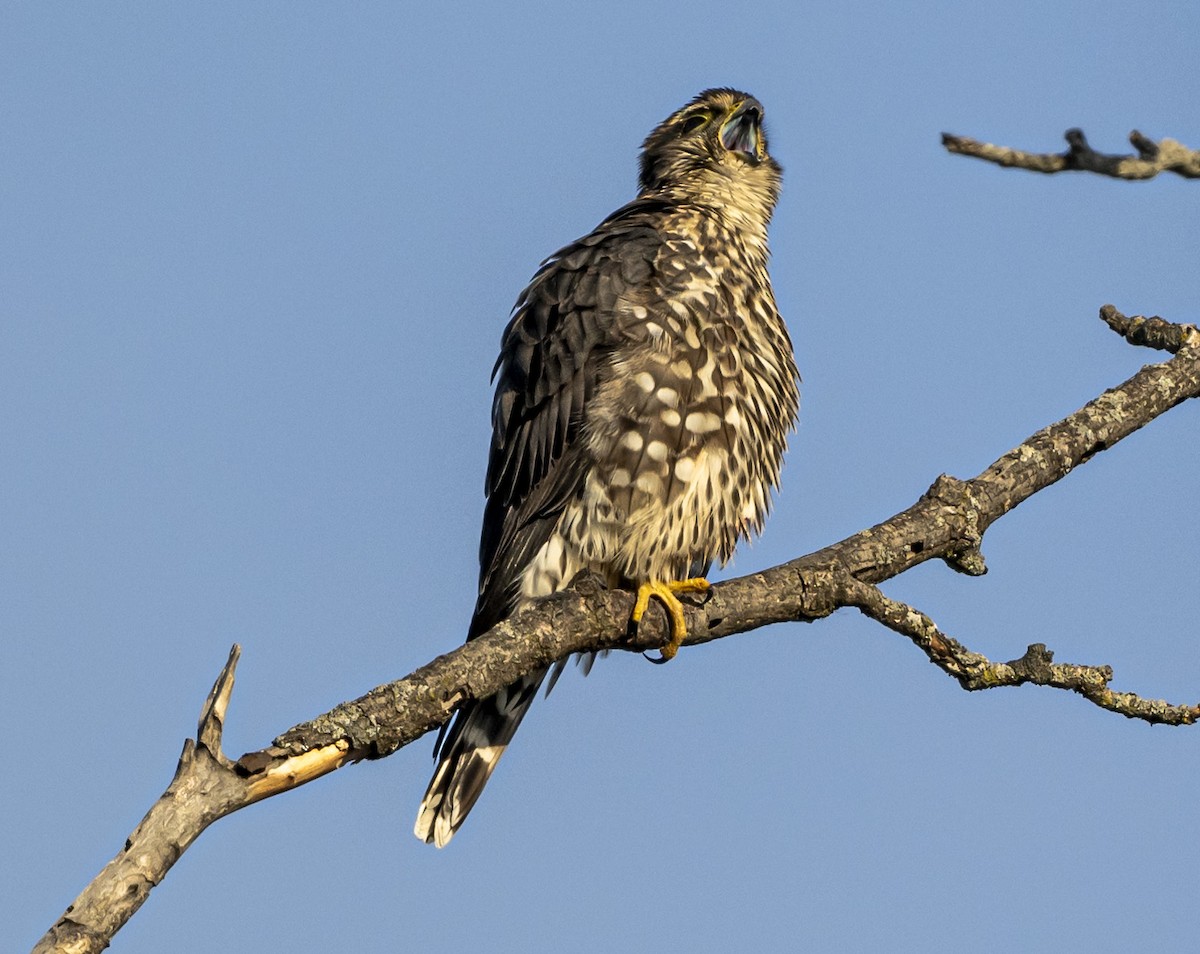 Дербник - ML647032087