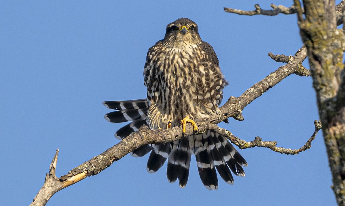 Дербник - ML647032088