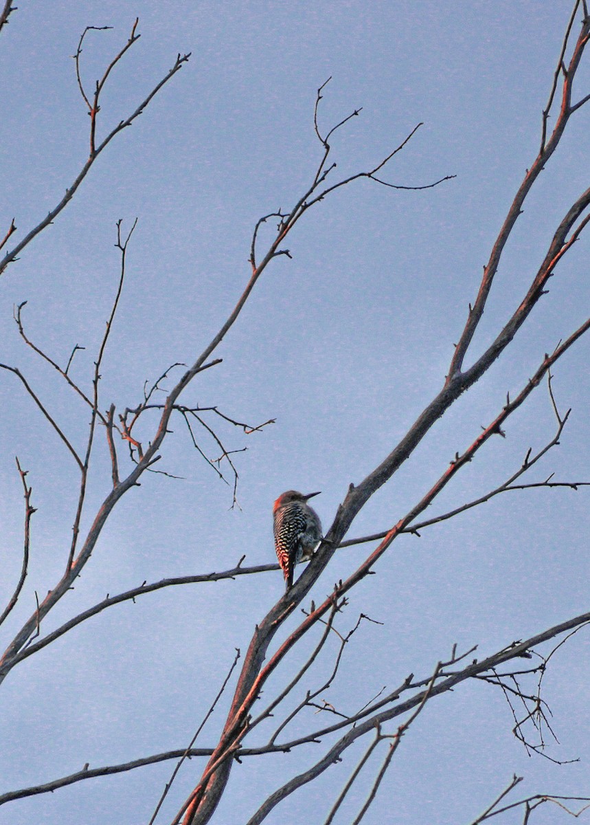 Златолобый дятел - ML647032089