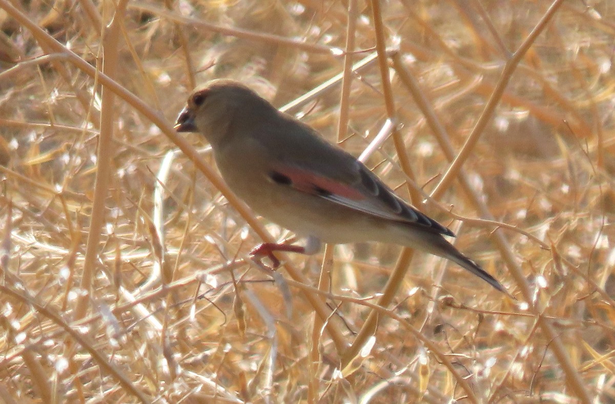 Буланый вьюрок - ML647032090