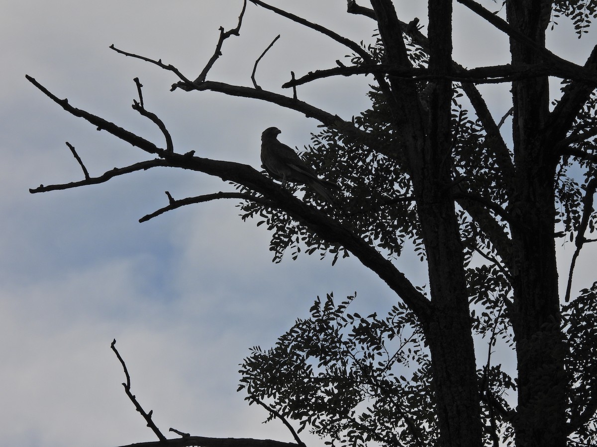 Химанго - ML647032091