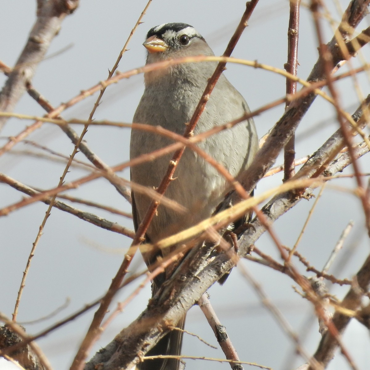 Белобровая овсянка - ML647032092