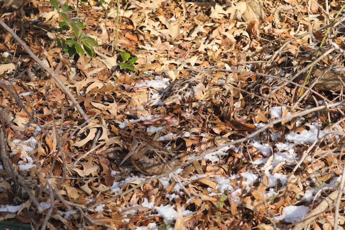 Американский вальдшнеп - ML647032093