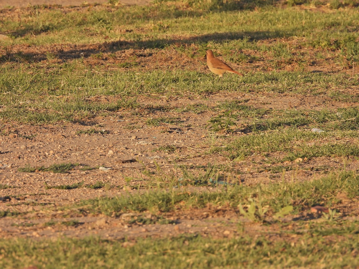Рыжий печник - ML647032094