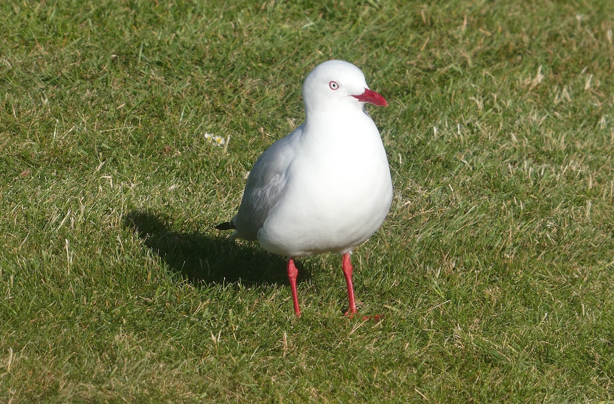 Австралийская чайка - ML647032096